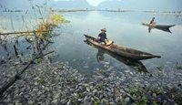 ماهیگیران در میان ماهی های مرده + عکس