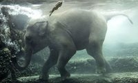 شیرجه بچه فیل به زیر آب + عکس