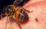 آیا واقعا با زهر زنبور عسل می توان کرونا را درمان کرد؟!