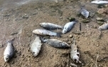 شیلات بوشهر  |   نشت مواد نفتی به دریا علت تلف شدن ماهیان در ساحل عسلویه - 55 آنلاین