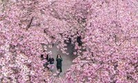 شکوفه های گیلاس در برلین + عکس