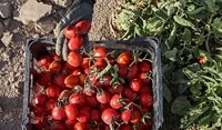 برداشت گوجه فرنگی در کرمان + عکسها