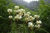 شکوفایی نادرترین گل جهان در داماش گیلان + عکسها