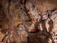خفاش ها متهمان ردیف اول نابودی غار نگاره های تاریخی هستند