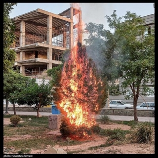 آتش گرفتن درخت کنار بلوار
