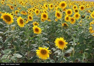 مزارع گل آفتابگردان در تاکستان قزوین