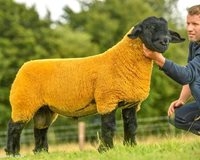 گوسفند 52 هزار دلاری + عکسها