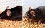دانشمندان موش های پیر را جوان کردند/ هدف بعدی:جوان کردن انسانهای سالخورده