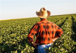 مشکل سازی علف های هرز برای کشاورزی آمریکا به دلیل کمبود کود شیمیایی