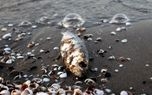 تصاویری از ماهی‌های تلف شده در ساحل بندر انزلی