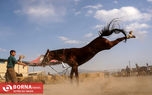 همایش زیبایی اسب ترکمن
