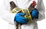 آنفولانزای پرندگان باغ وحش برلین را به تعطیلی کشاند