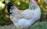 افزایش دوبرابری تقاضا در بازار مرغ گرم توسط مردم برای حمایت از مرغداران