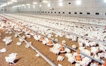 خطر در کمین تولیدکنندگان مرغ
